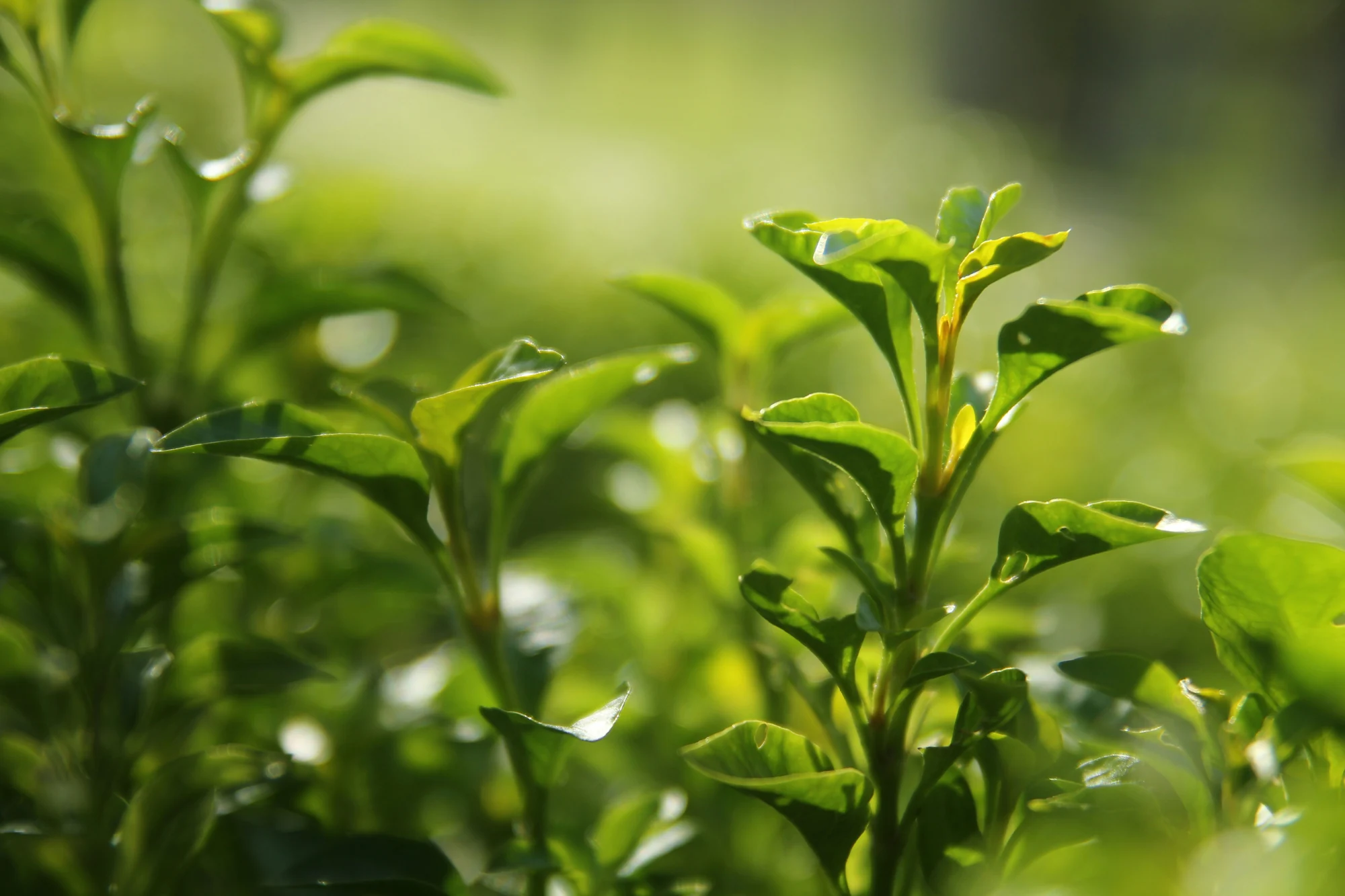 Fresh tea leaves